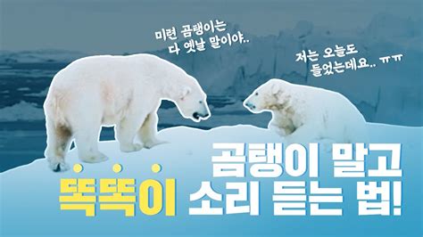 북극곰이 멸종되면 안되는 이유